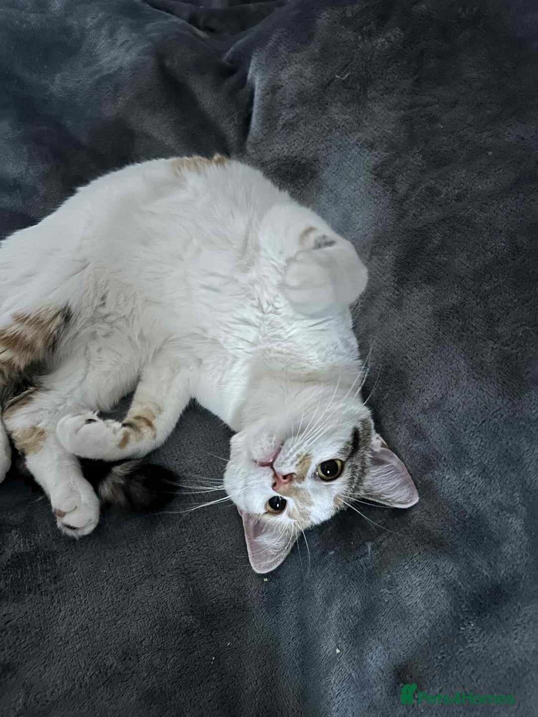 Domestic Shorthair cats for sale: Pretty young female cat - Advert 4