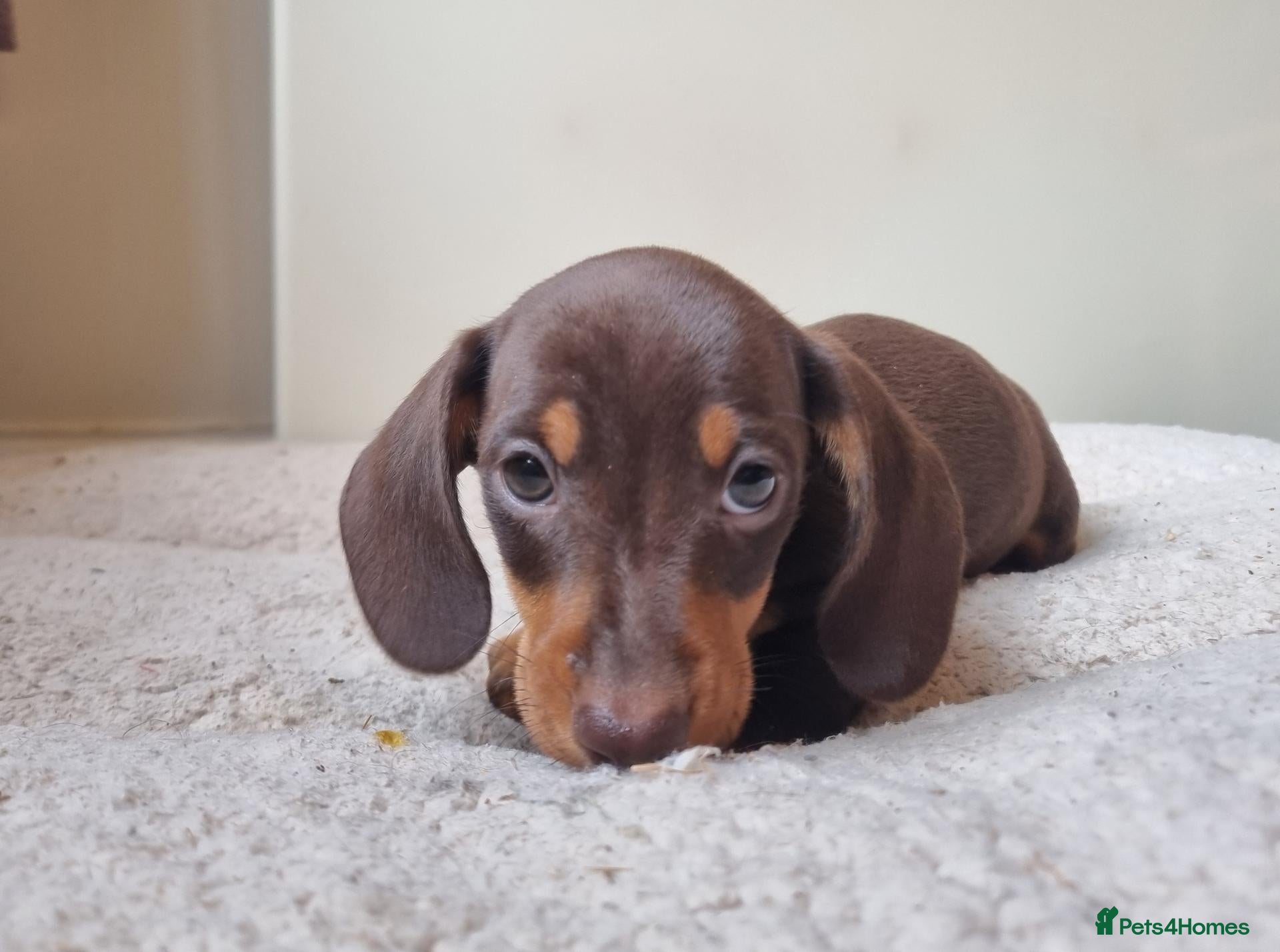 Miniature Dachshund dogs for sale: Gorgeous Chocolate & Tan Boys PRA Clear Ready Now - Advert 1