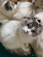 Ragdoll cats - Advert 11