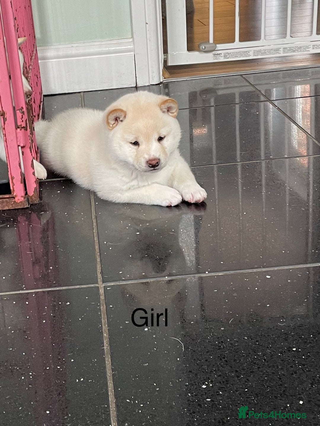Japanese Shiba Inu dogs for sale: Health Tested Japanese Shiba Inu Puppies - Image 4