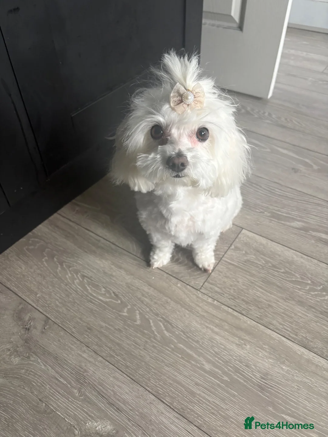 Maltipoo dogs for sale: Maltipoo puppies  in Mexborough - Advert 1