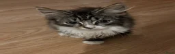 Mixed Breed cats for sale: 🐾 Beautiful Female Tabby Kitten 🐾 in Burton-on-Trent - Advert 4