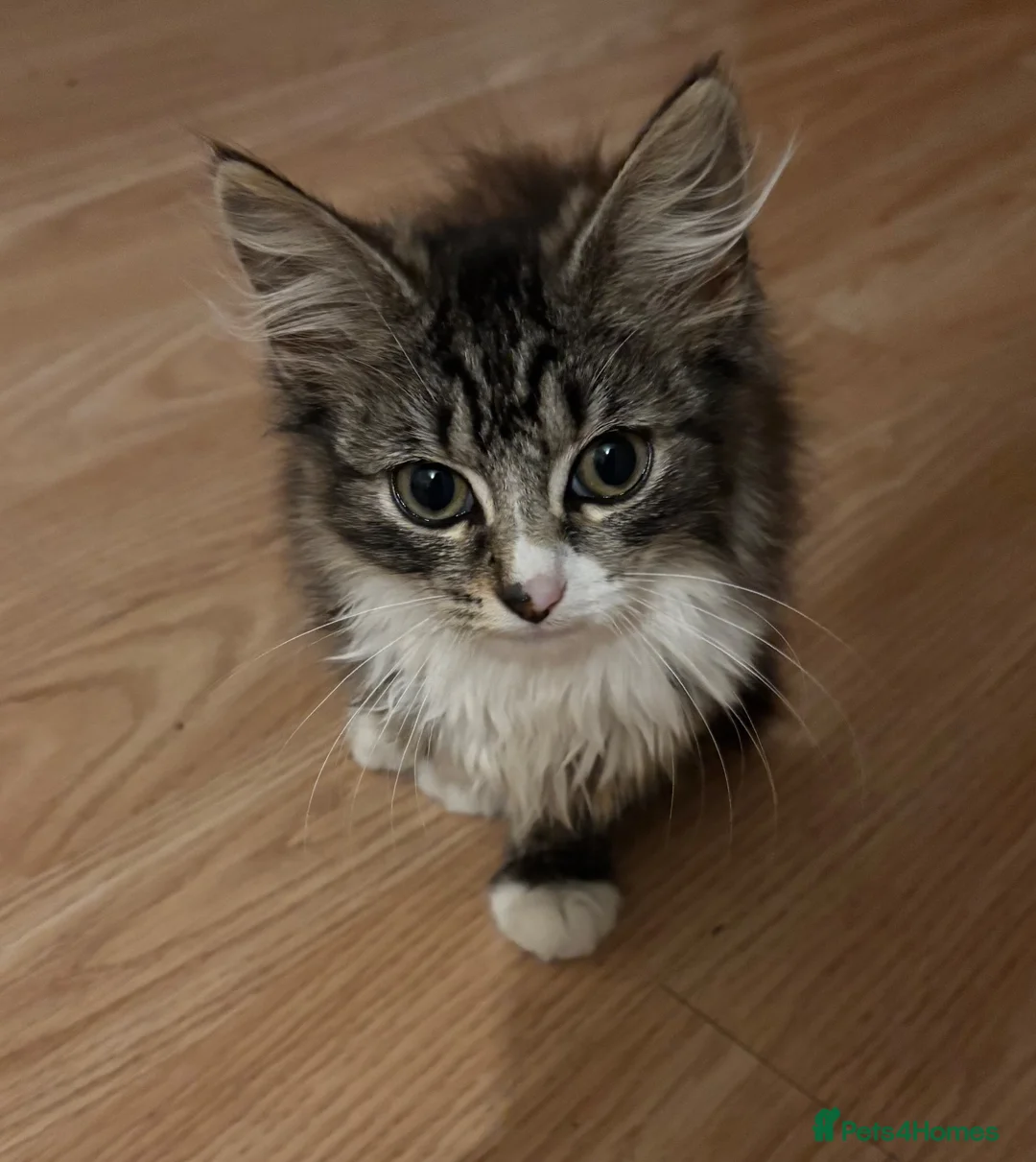 Mixed Breed cats for sale: 🐾 Beautiful Female Tabby Kitten 🐾 in Burton-on-Trent - Advert 4