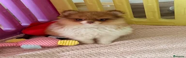 Pomeranian 4