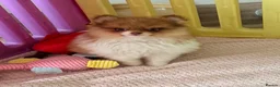 Pomeranian dogs for sale: Ready now Last little Boy … Pomeranian puppies  - Advert 19
