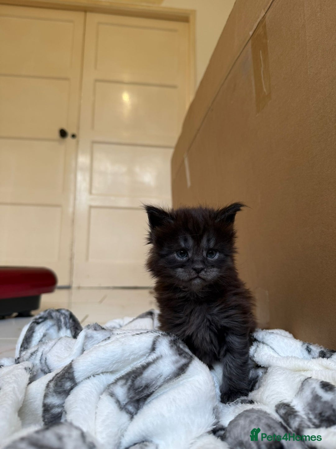 Maine Coon cats for sale: Pedigree Tica Russian Import line Maine Coons - Advert 19