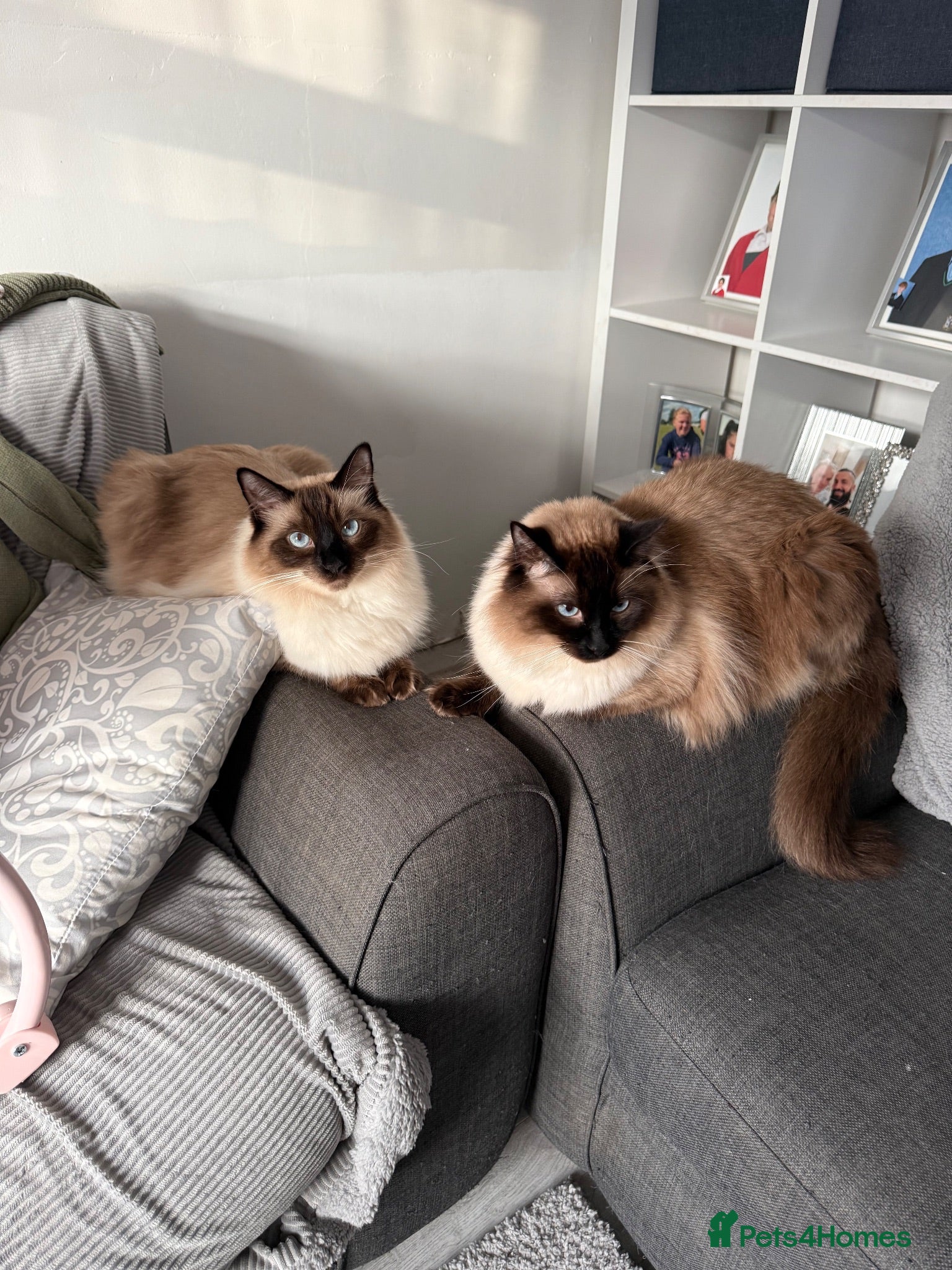 Ragdoll cats Beautiful Ragdoll brothers looking for good home  - Advert 4