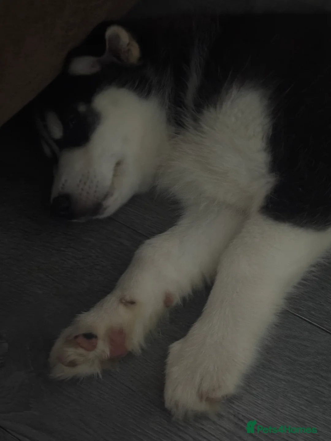 Siberian Husky dogs for sale: 2 husky pups for sale  - Advert 6