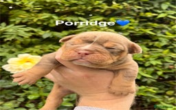 Olde English Bulldogge dogs for sale: RAINBOW OLD ENGLISH LITTER !!! - Image 1