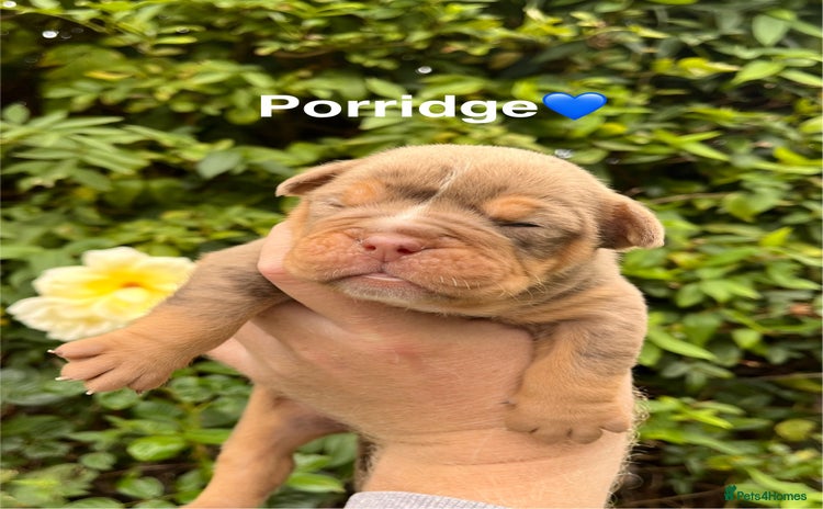 Olde English Bulldogge dogs - Advert 1