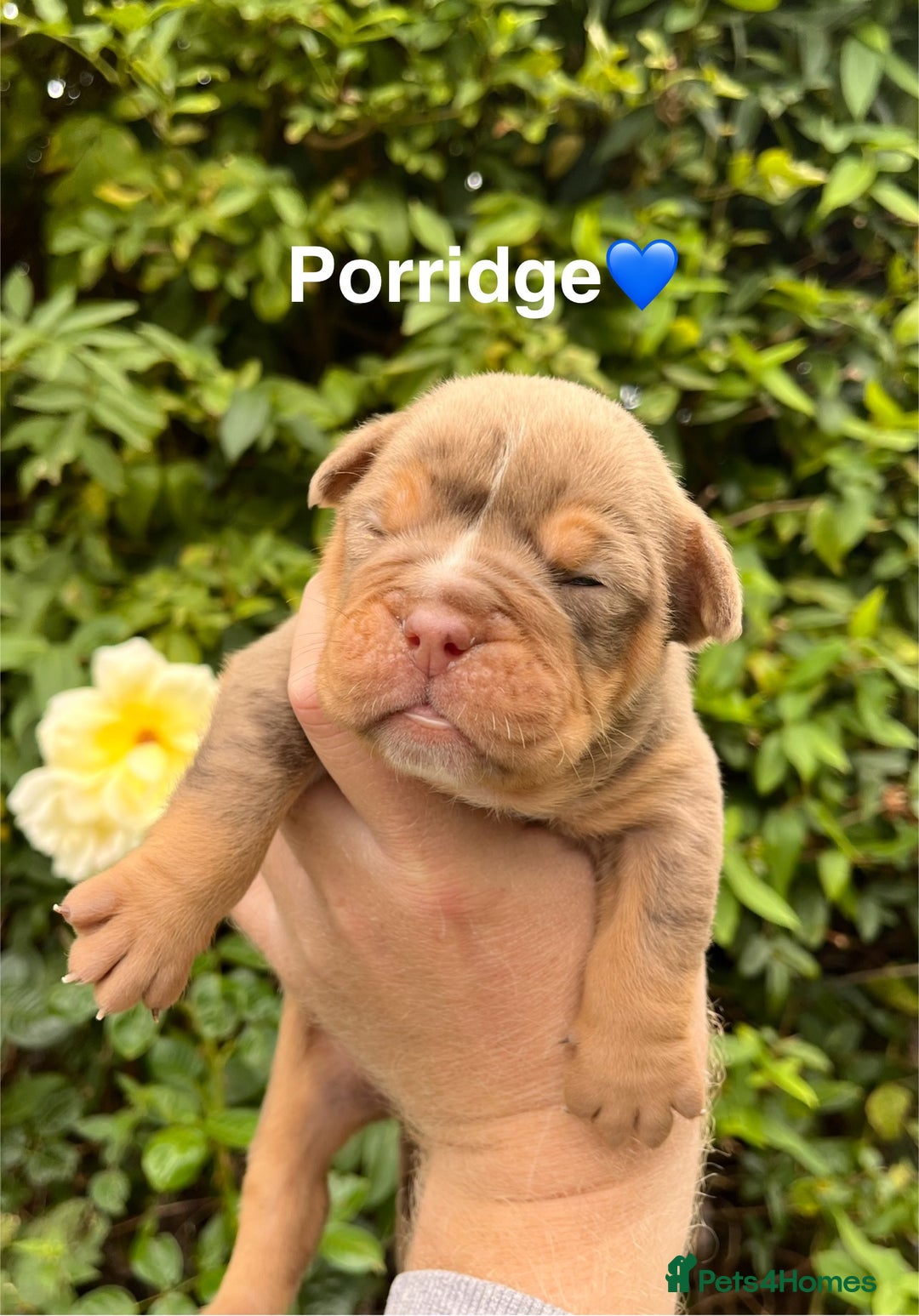 Olde English Bulldogge dogs for sale: RAINBOW OLD ENGLISH LITTER !!! - Image 1