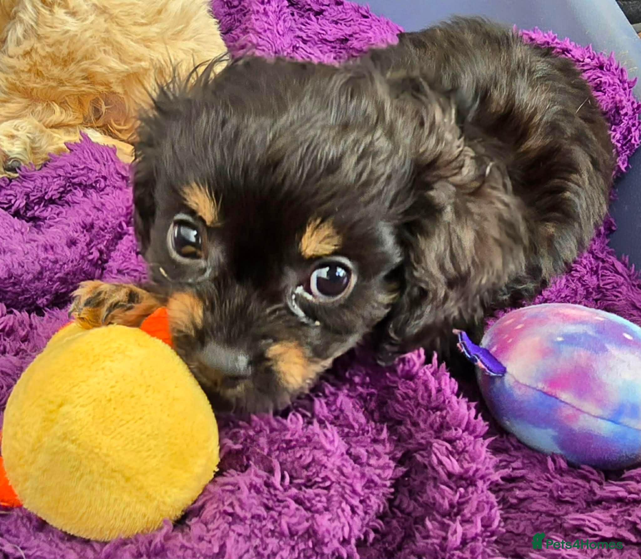 Cavapoo dogs 3 stunning cavapoo pups - Advert 2