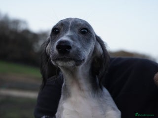 Saluki dogs ✨Pure Persian Saluki, Country Of Origin Saluki✨ - Advert 3