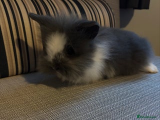 Lionhead rabbits for sale - Advert 1