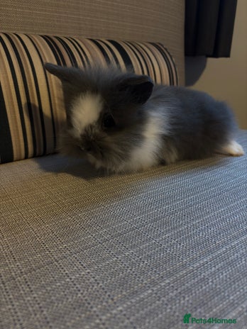 Lionhead rabbits - Advert 1