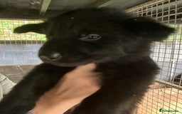 German Shepherd dogs for sale: Superb German Shepherd pups working lines - Image 6