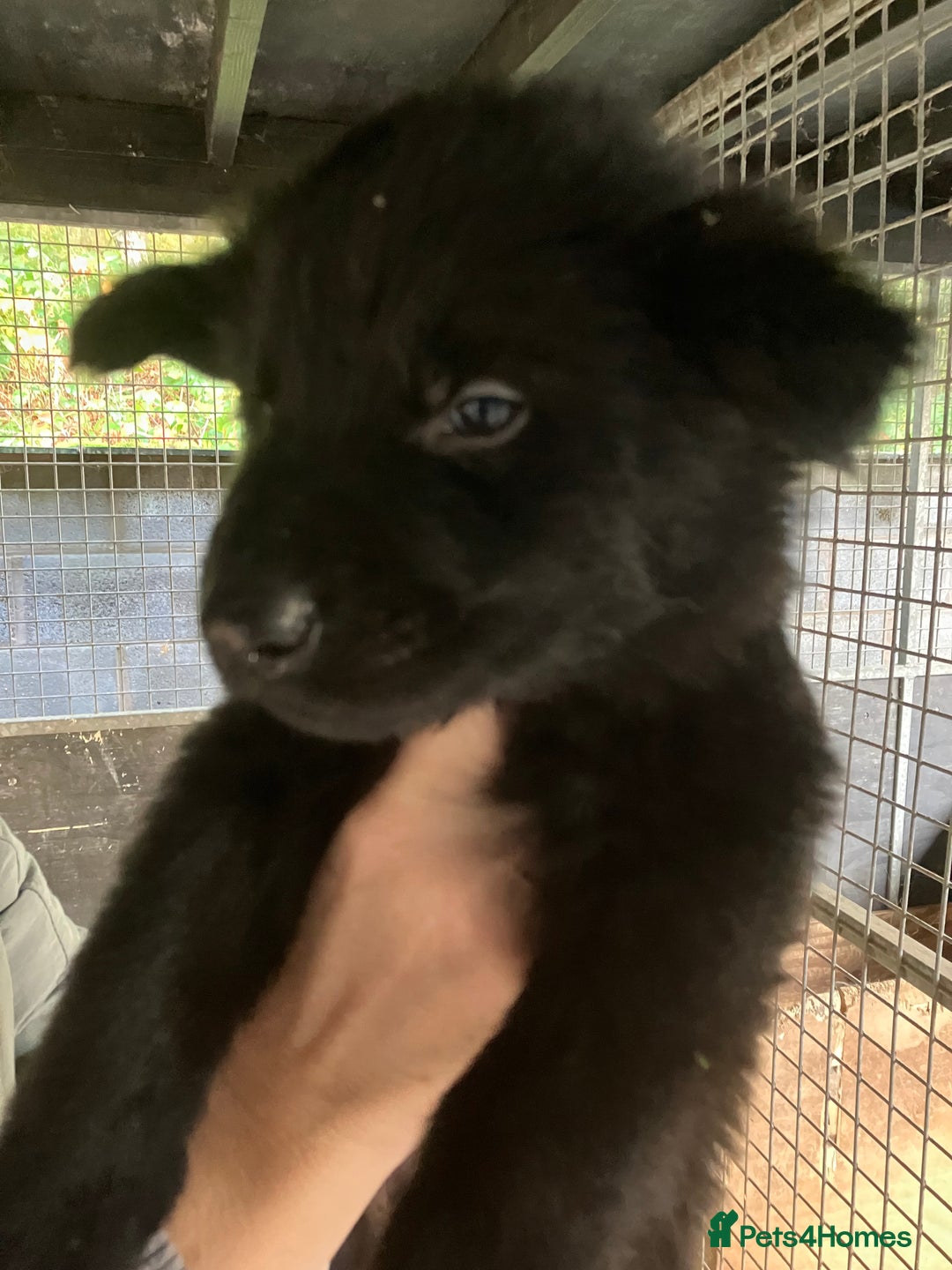 German Shepherd dogs for sale: Superb German Shepherd pups working lines - Image 6