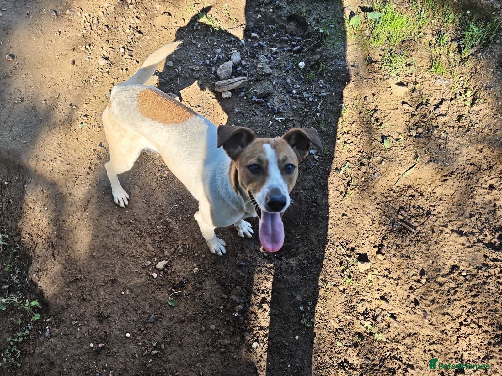Mixed Breed dogs  🚨 A Home For Bebe ❤️  - Advert 1