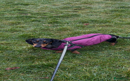Dachshund dogs for sale: Female dog for sale  - Image 1