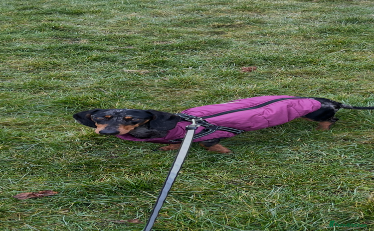 Dachshund dogs for sale - Advert 1