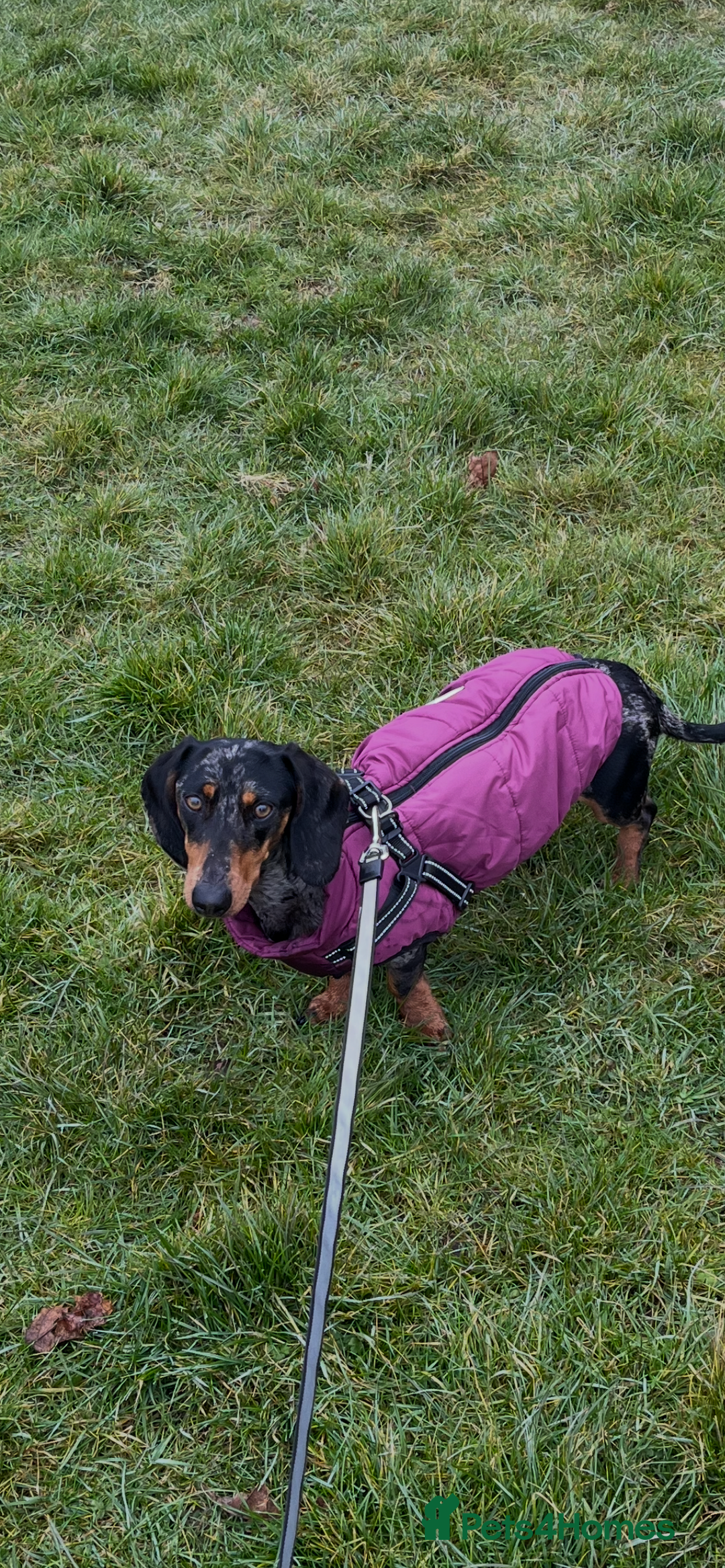 Dachshund dogs for sale: Female dog for sale  - Image 1