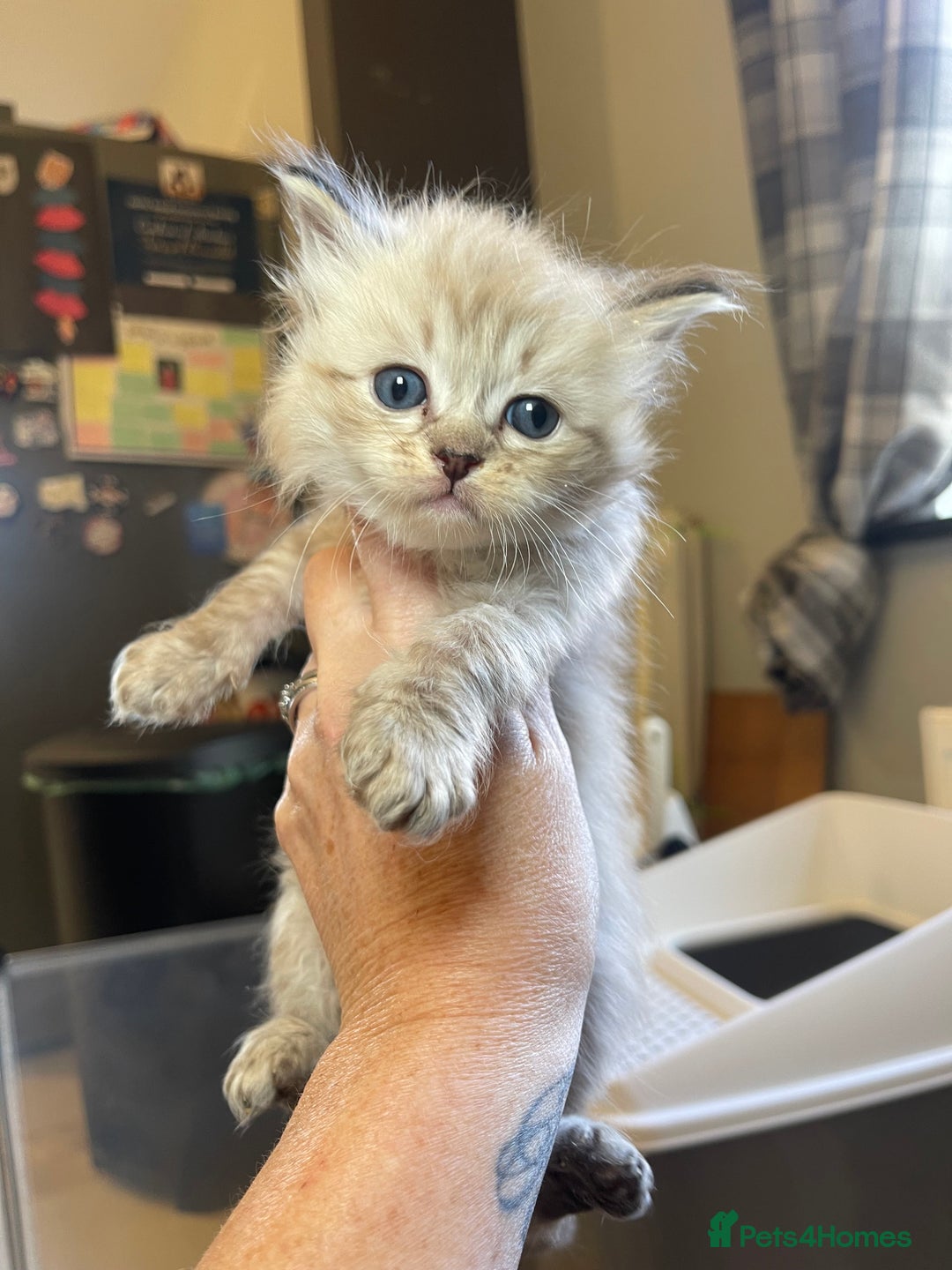Ragdoll cats for sale: 💫Pedigree Cherubim Ragdolls💫 - Image 7