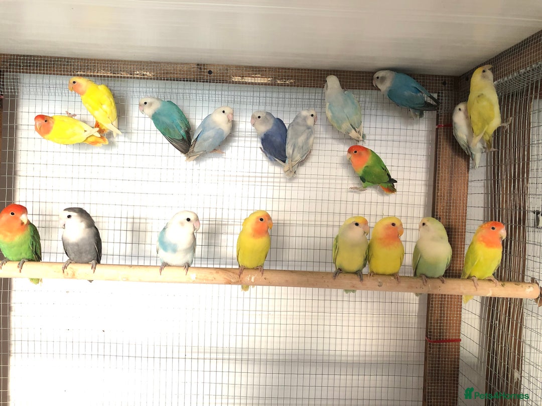 Lovebirds birds for sale: Beautiful lovebirds for sale. - Image 3