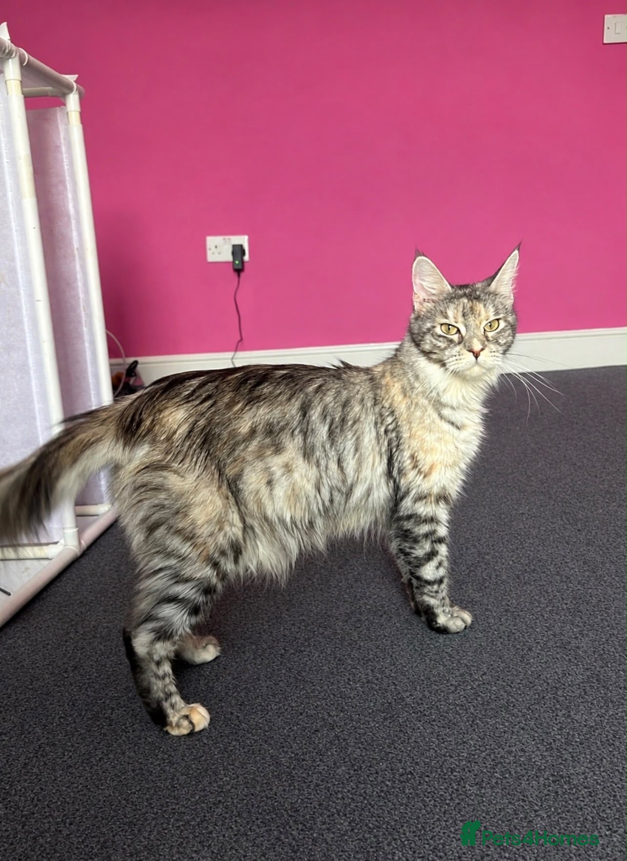 Maine Coon cats TICA ACTIVE Registered Maine Coon - Advert 3