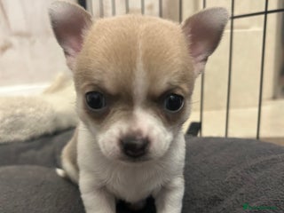 Chihuahua dogs - Advert 8