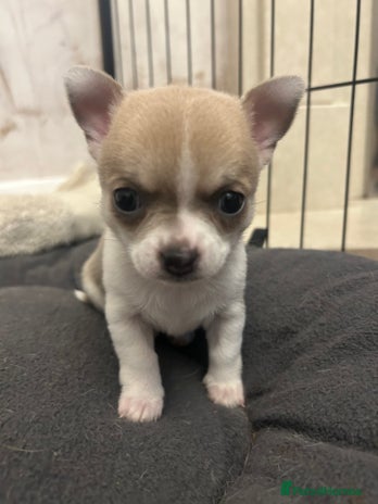 Chihuahua dogs - Advert 3