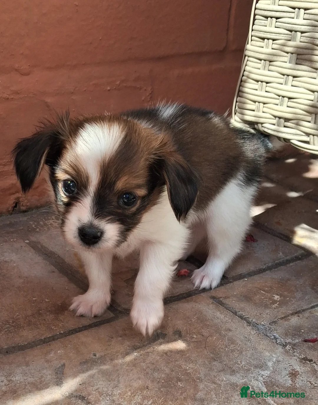 Papillon dogs for sale: Fully Health Tested Papillon Puppies for Sale - Advert 2