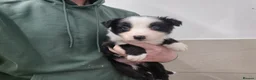 Border Collie dogs for sale: Border Collie Puppies - Advert 1