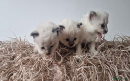 Ragdoll cats for sale: Ragdoll kittens looking for forever homes - Advert 2