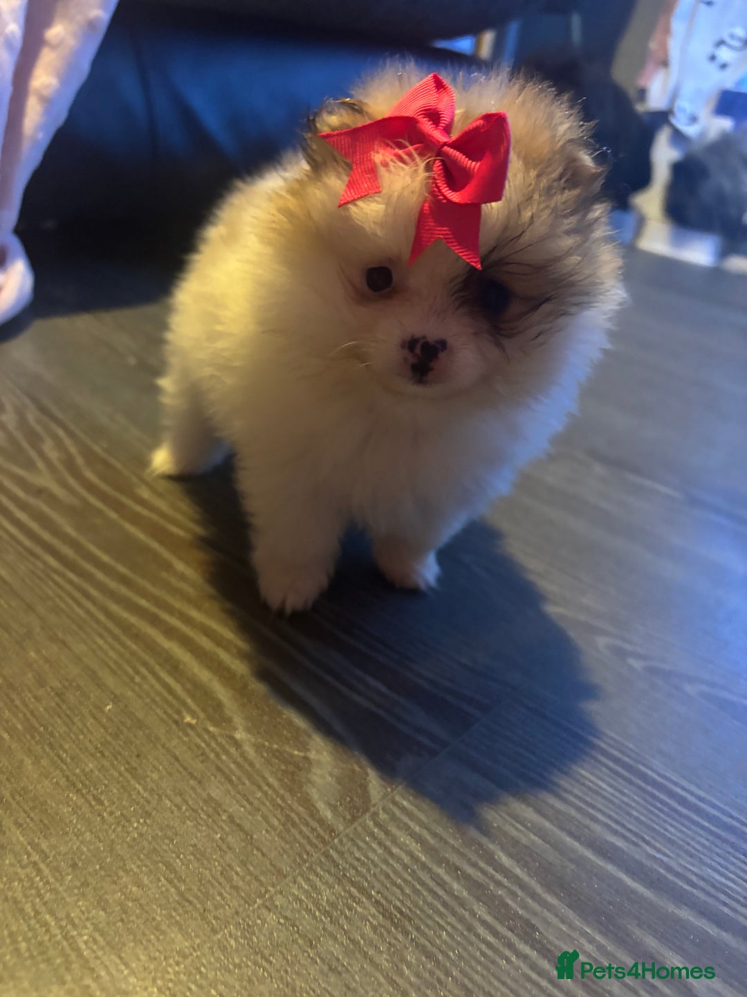 Pomeranian dogs for sale: 2 beautiful Pomeranian puppies  - Advert 5