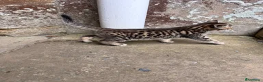 Katmandu