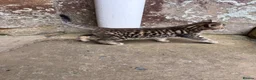 Savannah cats for sale: Savannah x Dorset lad kitten for sale - Advert 2