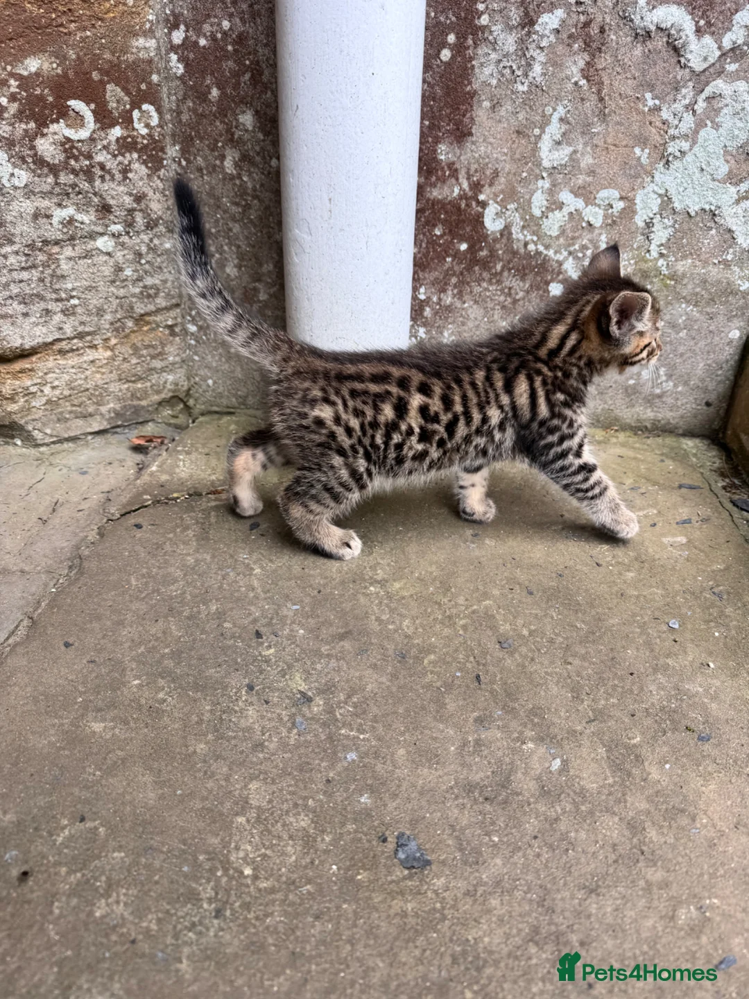 Savannah cats for sale: Savannah x Dorset lad kitten for sale - Advert 2