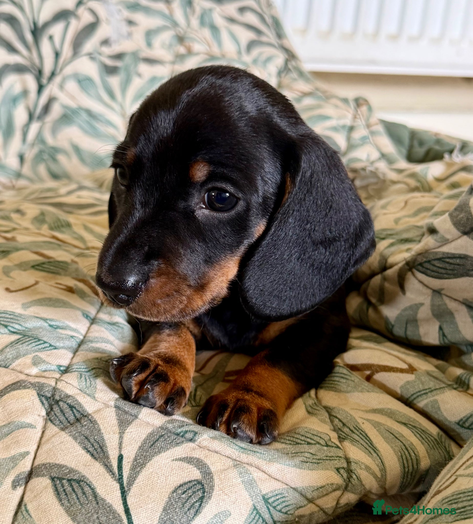 Miniature Dachshund dogs Meet Our Little Sausage Squad 🌭 - Advert 2