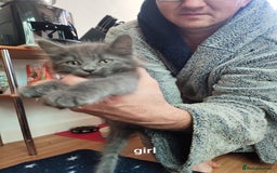 Mixed Breed cats for sale: Mixed breed kittens for sale. - Image 3