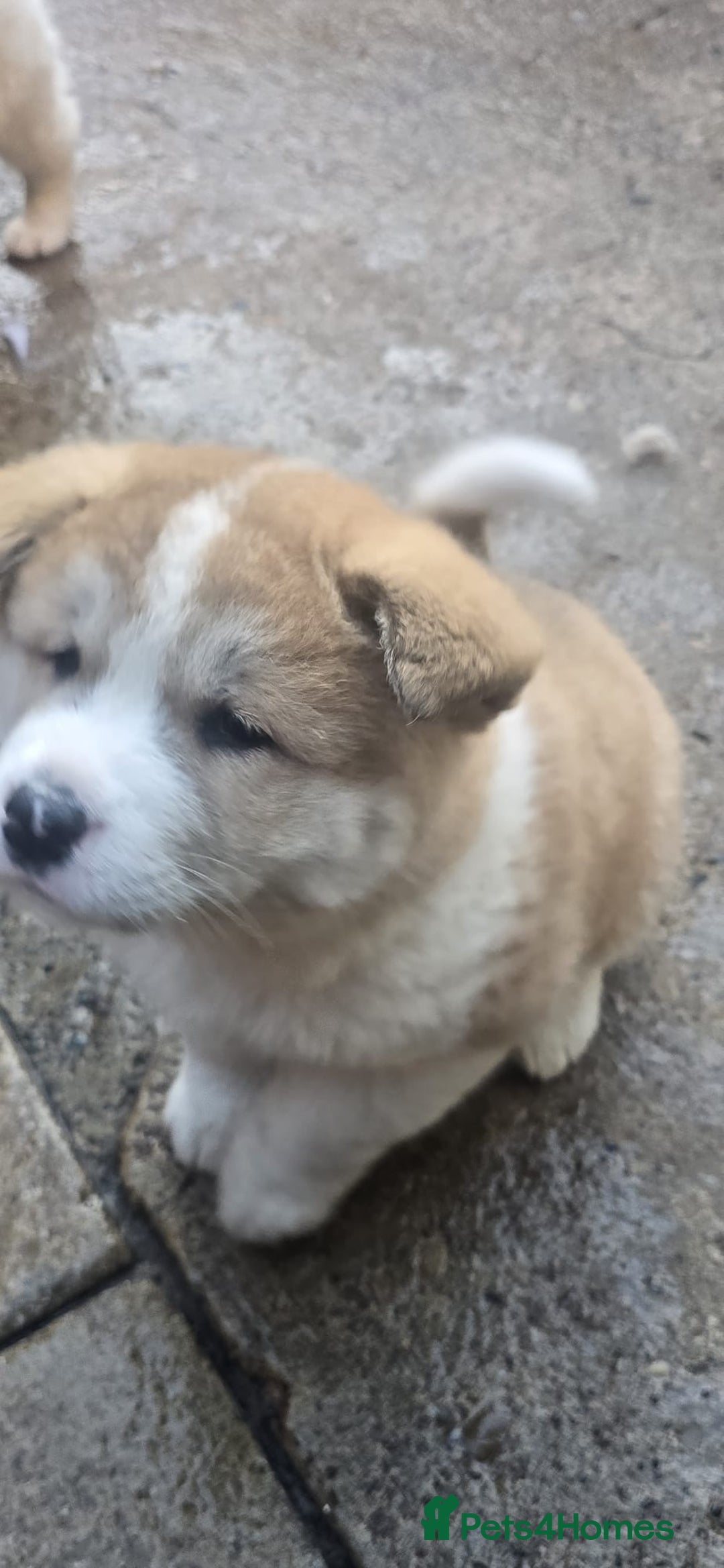 Akita dogs for sale: 2 female American akitas in need of a home!! - Advert 11