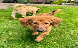 Mixed Breed dogs for adoption: MAGGIE -Friendly girl/4 months/loves dogs & kids - Image 8