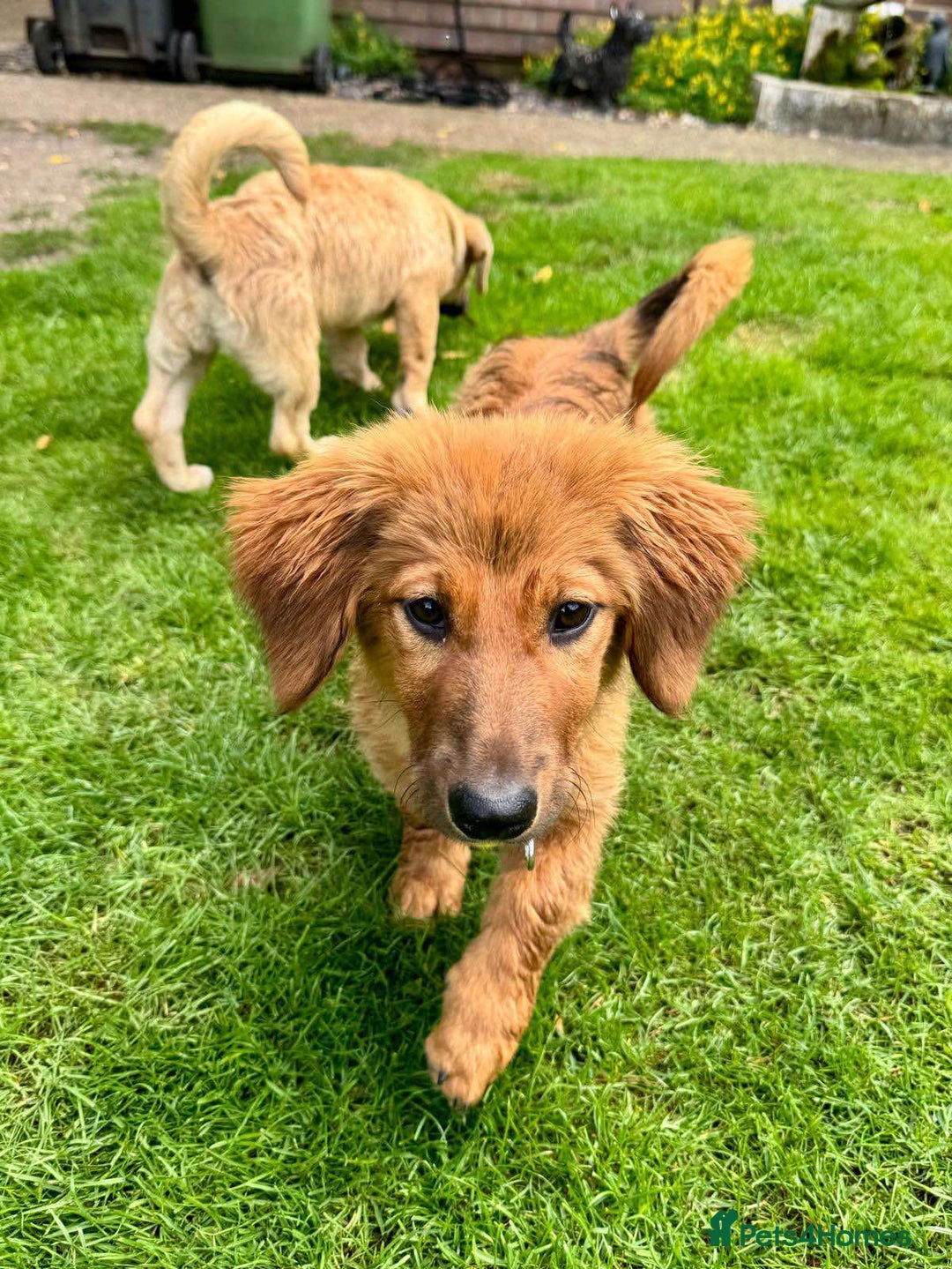 Mixed Breed dogs for adoption: MAGGIE -Friendly girl/4 months/loves dogs & kids - Image 8