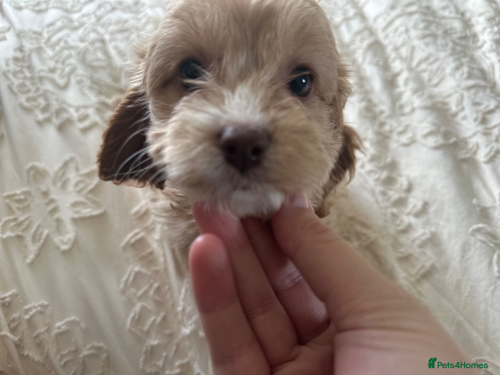 Cavapoo dogs 1 beautiful girl left cavapoos - Advert 17