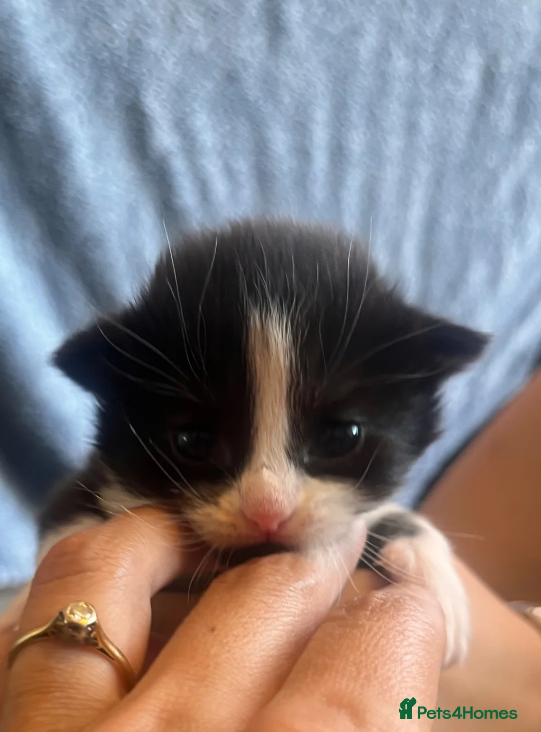 Mixed Breed cats for sale: Beautiful fluffy kittens  - Advert 36