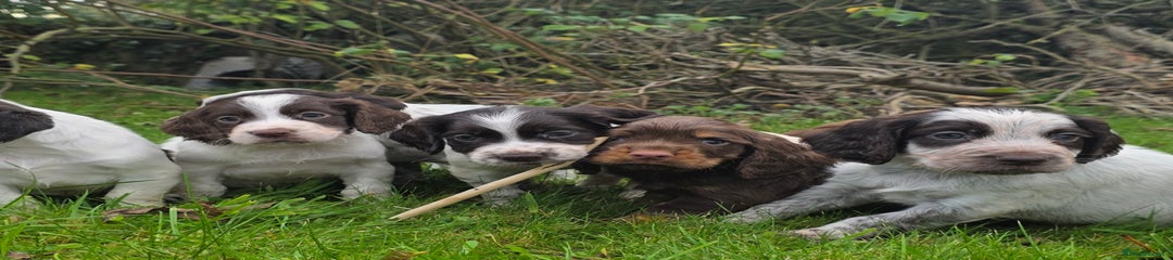 Cocker Spaniel Puppy 5