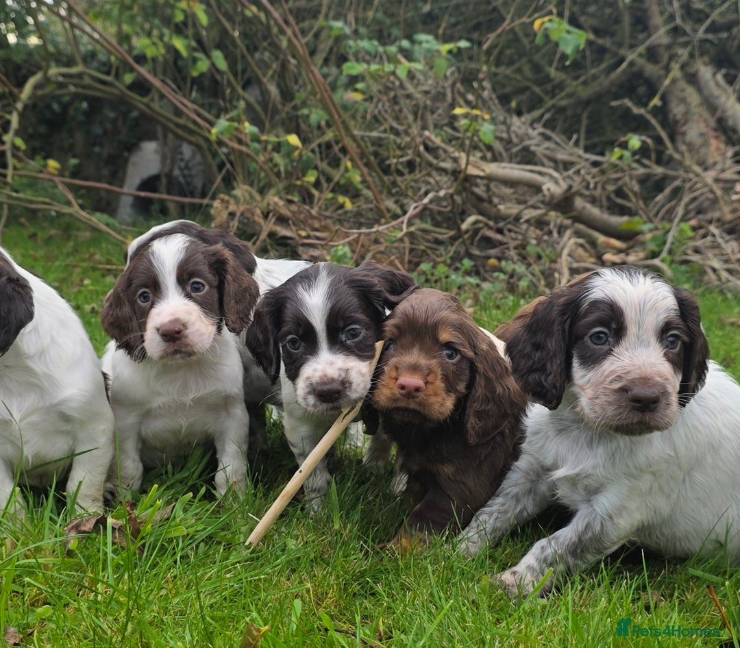 Cocker Spaniel dogs for sale: WORKING COCKER SPANIELS ..DNA CLEAR - Image 14
