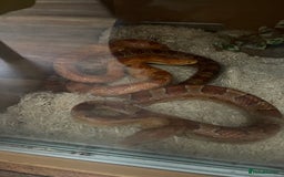 Corn Snake reptiles for sale: Male and female corn snakes - Image 2