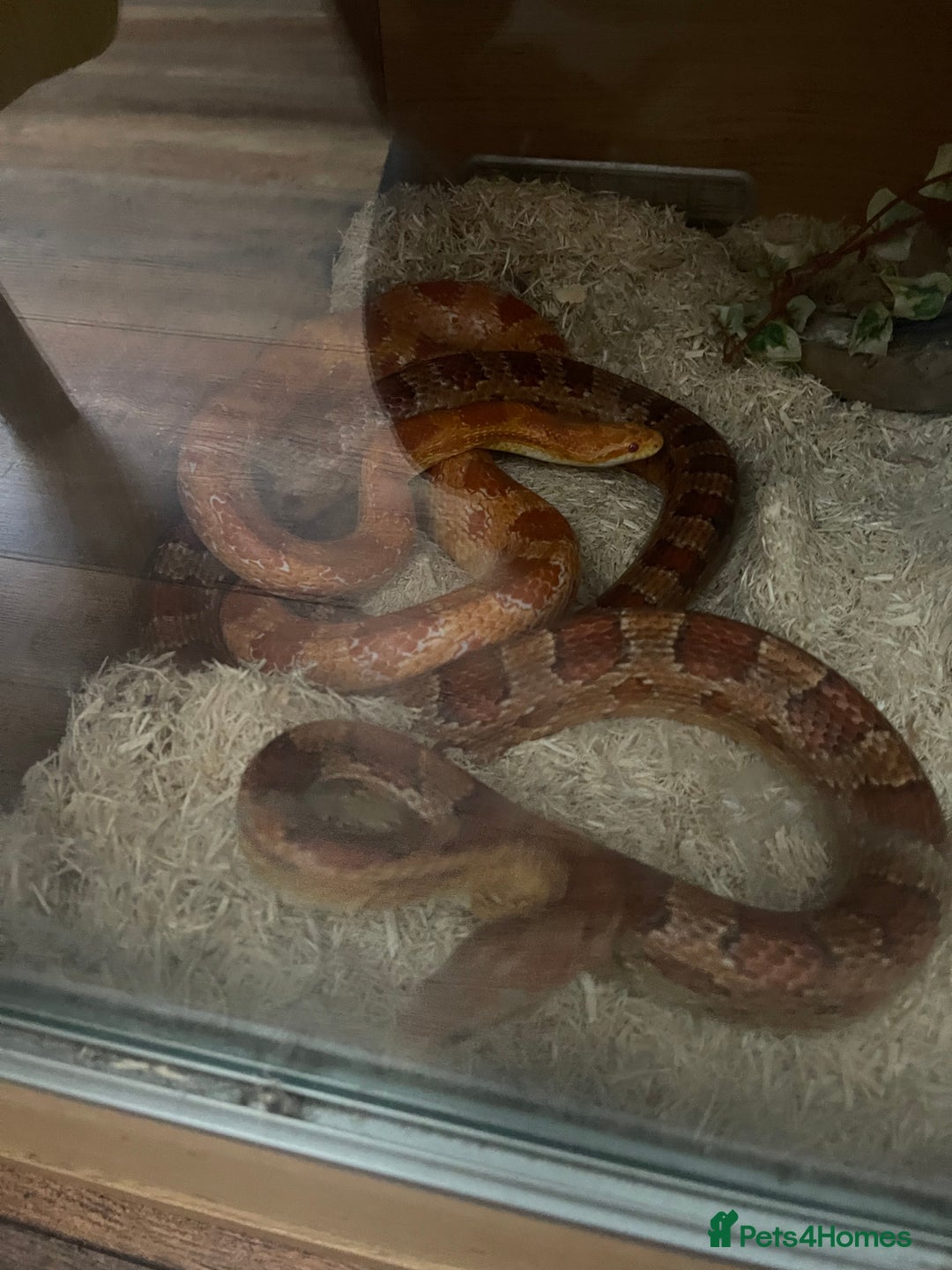 Corn Snake reptiles for sale: Male and female corn snakes - Image 2
