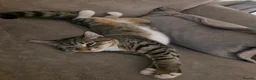 Mixed Breed cats for sale: Gorgeous 10 month old female tabby in Leeds - Advert 2