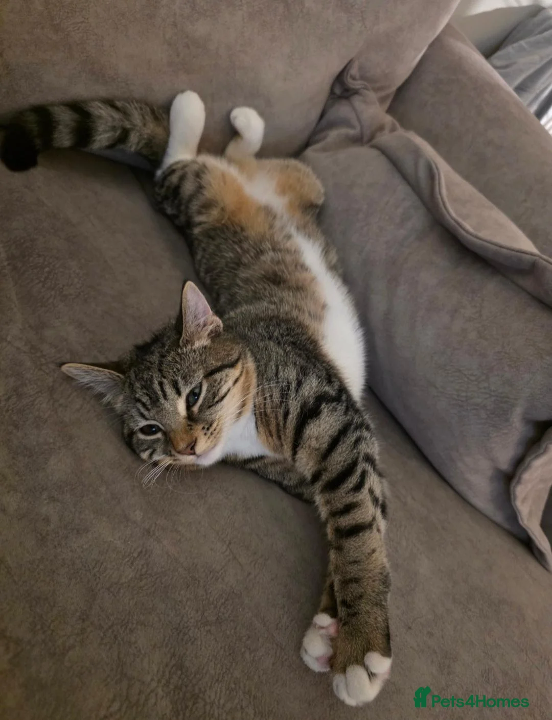 Mixed Breed cats for sale: Gorgeous 10 month old female tabby in Leeds - Advert 2